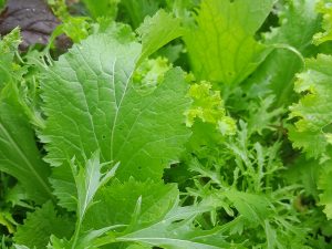 Mezcla de Ensalada Asiática